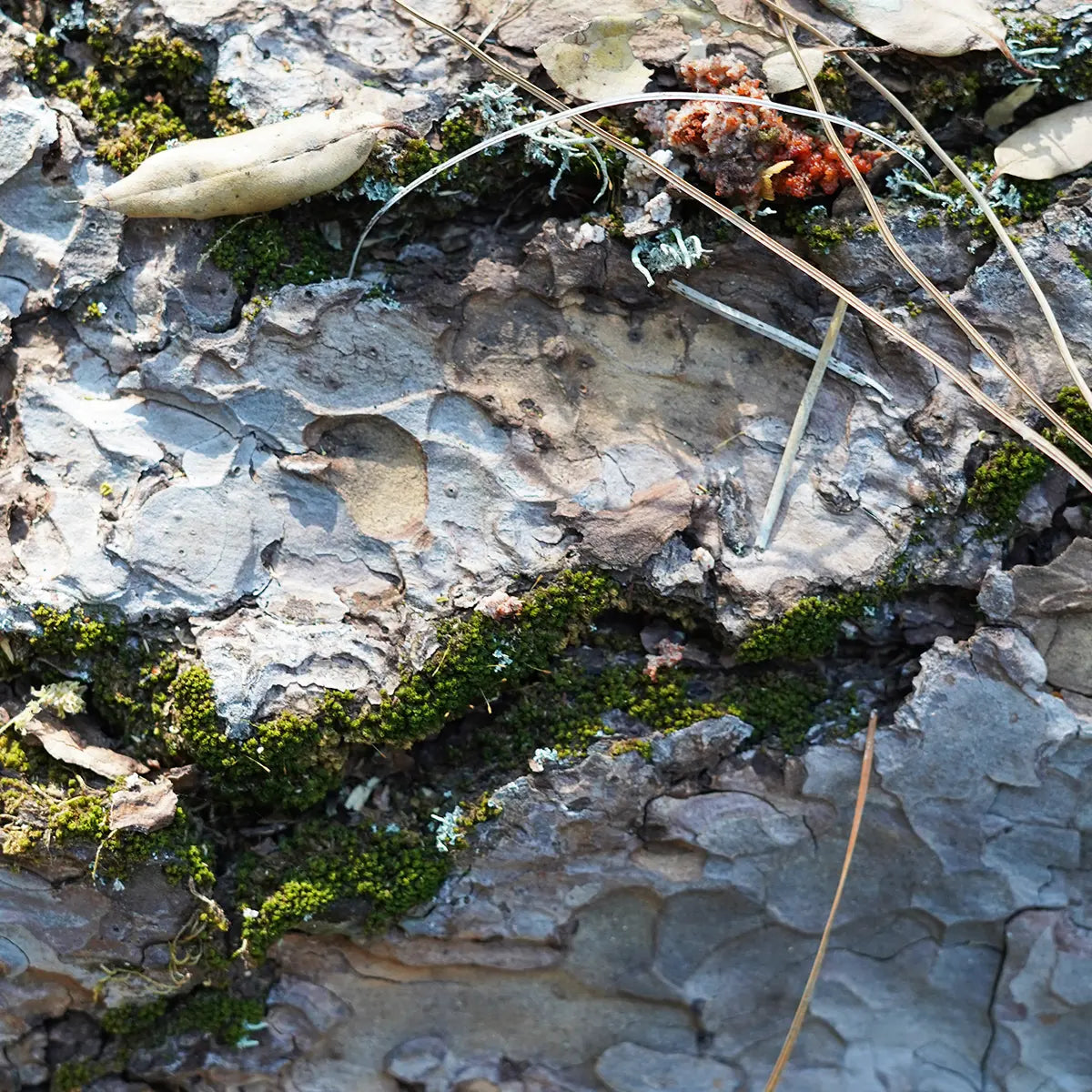 Amber and Moss Earthy Scent Profile