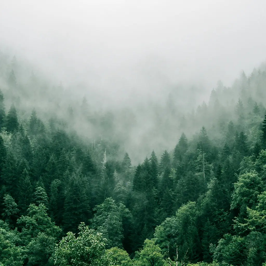 Woods and Earth Fragrance Oils for B2B Procurement