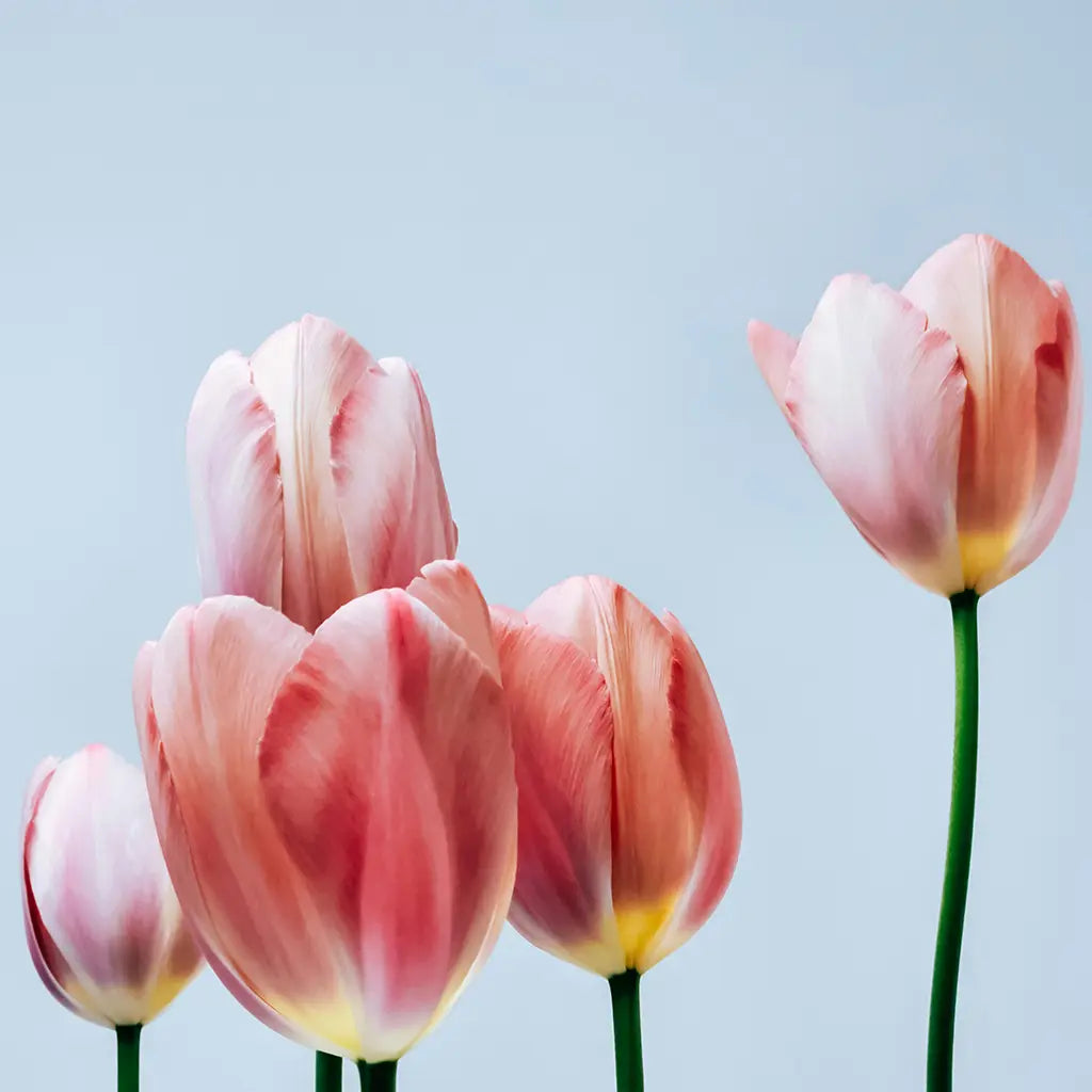 Floral Fragrance Oils for Private Label Candle Production