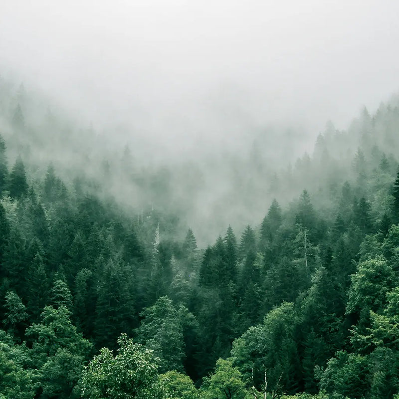Woods and earth luxury corporate scents