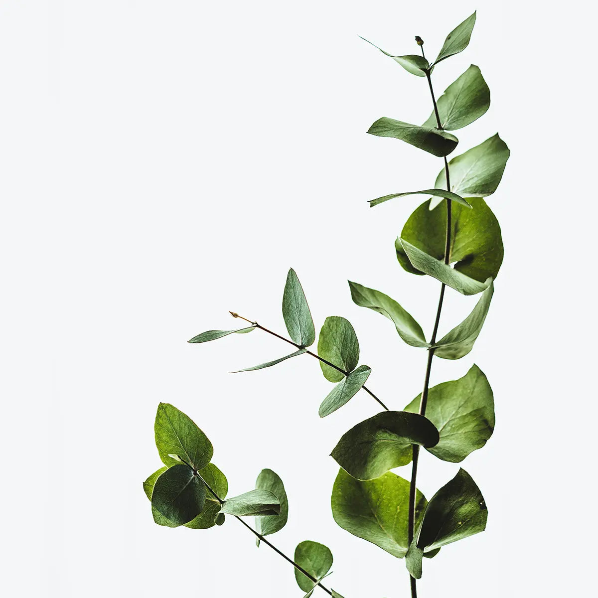 Eucalyptus Fresh wholesale candle fragrance formulation