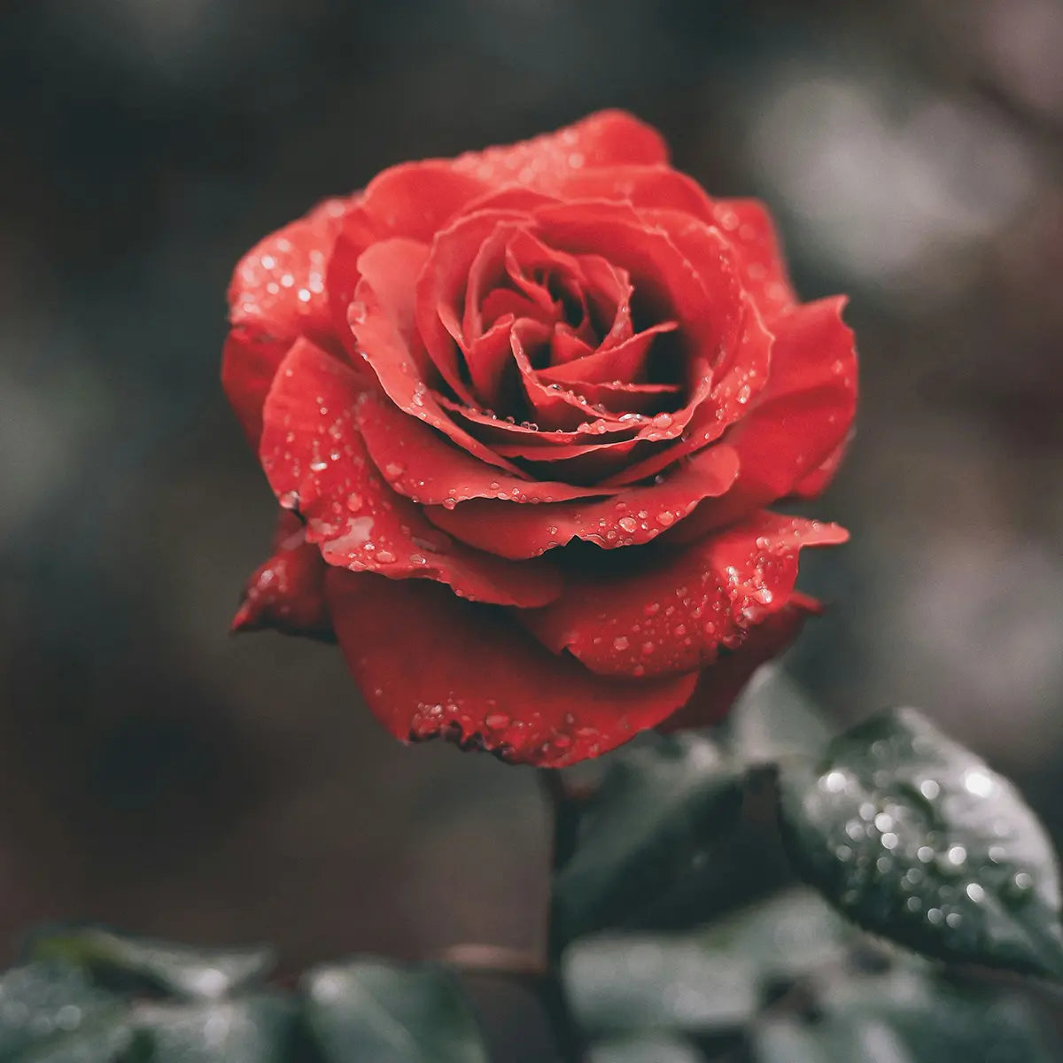 Wild Rose Botanical Fragrance Oil