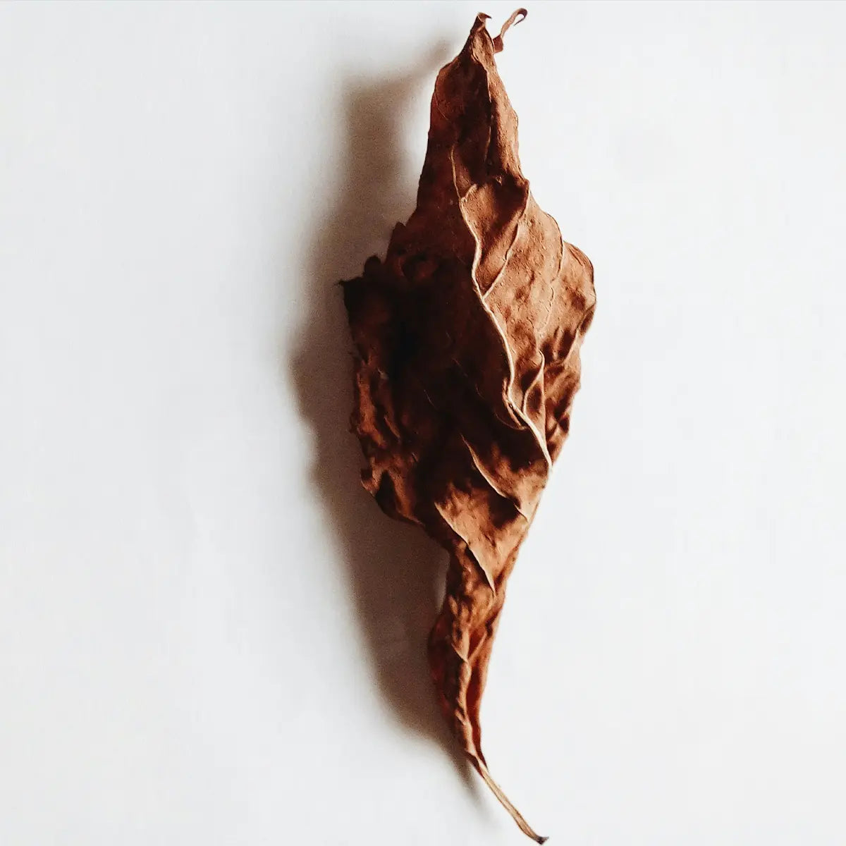 Sandalwood and Vanilla Fragrance Oil