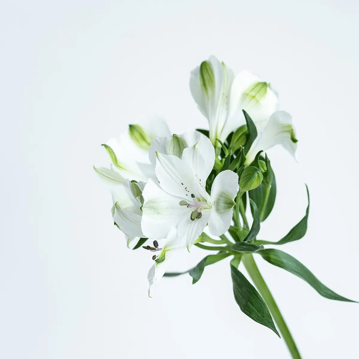 White Tea private label fragrance oil formulation